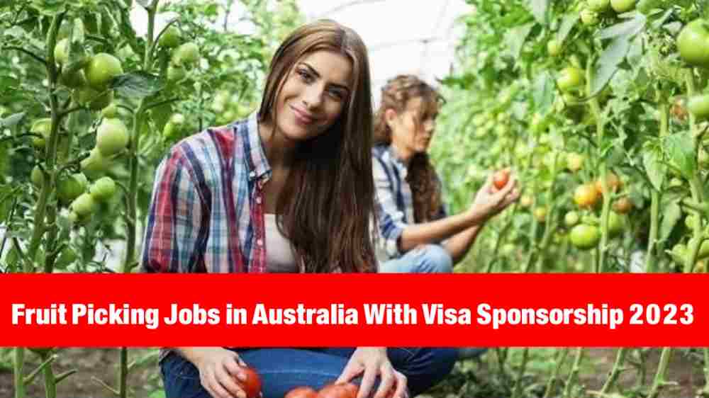 jobs in australia for foreigners,jobs in australia,fruit picking jobs in australia,fruit picking jobs in australia with visa sponsorship,visa sponsorship jobs in canada,jobs in australia for indians,farm jobs in canada with free visa sponsorship 2022/2023,cleaner jobs in australia,best fruit picking jobs locations in australia,#jobs in australia,best places to find fruit picking jobs in australia,fruit picking jobs in canada with visa sponsorship 2022