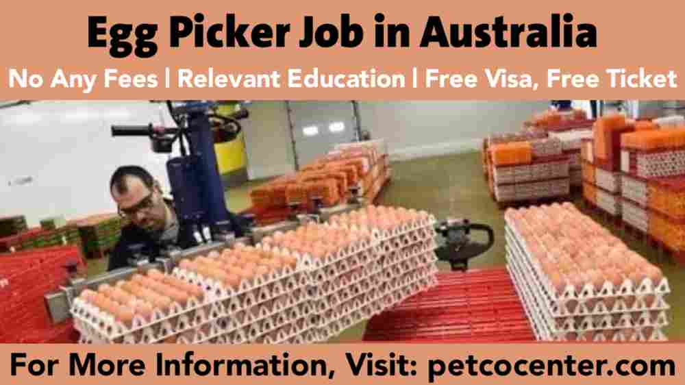 Egg Picker Job in Australia: Opportunities and Requirements,Egg Picker Job in Australia,Egg Picker Job,
